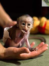 14 Monkey Ideas Baby Monkey Monkey Baby Animals