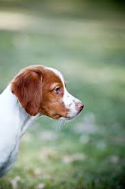 Flash The Brittany Puppy By Ruthless Photos Brittany Dog Beautiful Dogs Brittany Puppies