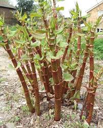 Trophaeolum majus is een eenjarig, kruipend en kruidachtige plant. Hoe Ziet De Japanse Duizendknoop Er Uit