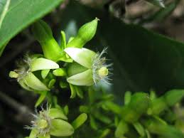 Image result for Vangueria madagascariensis