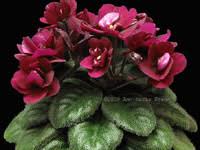 Full selection of everfloris, optimara violets, miniature african violets along with a complete line of fertilizers and accessories. African Violets By Lyndon Lyon Greenhouses