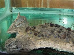 Mates call the female by making. Caring For The Surinam Underwater Toad Reptiles Magazine