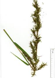 Image result for Cymbopogon caesius