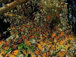 El Increible Viaje De La Monarca Otro Mundo Es Posible
