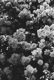 Black And White Flowers Wallpaper Bunga Karya Seni 3d Taman Bunga