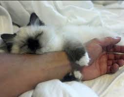 We all know cats are smart but which cat is the most intelligent? Emotional Support Cat Service Dog Certifications
