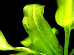 Image result for Aponogeton junceus