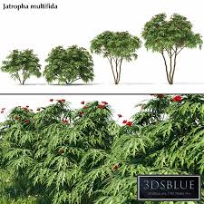 Image result for Jatropha multifida