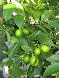 Image result for Citrus × aurantiifolia