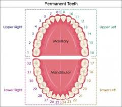 Holistic Dentistry Archives Fred Dreher Blog