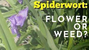 Maybe you would like to learn more about one of these? Spiderwort Flower Or Invasive Pest Youtube