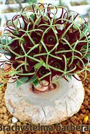 Image result for Brachystelma