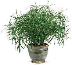 Image result for Cyperus platycaulis