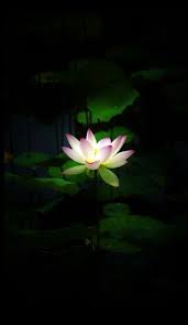 Sometimes A Small Beam Of Light In Darkness Resembles A Ray Of Hope When U Are Feeling Down Flower Painting Flowers Photography Most Beautiful Flowers
