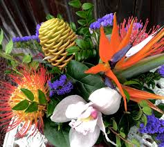 Image result for Protea micans