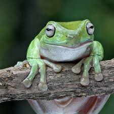 Also this list updates at midnight and doesn't account for puppies that are on hold for other customers. White S Tree Frog Lehigh Valley Zoo