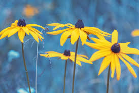 Most often planted near rock gardens, around landscape boulders and in dry streambeds. 14 Charming Annuals To Include In A Diy Wildflower Mix
