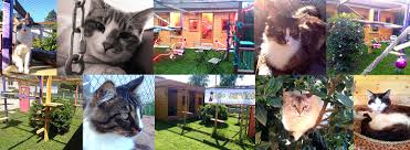 Faire garder son chat est, en effet, l'une des problématiques auxquelles tout propriétaire est confronté à un moment ou un autre. Asloservices Garde De Chats A Domicile Ou Au Chalet Gardiennage D Animaux