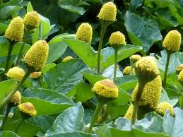 Image result for Spilanthes costata