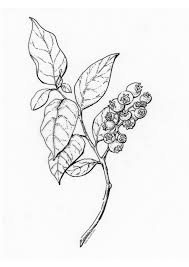 It has helped me explore new flowers, leaves and other botanicals that i can draw and add to my art. Botanical Illustration Black And White Png Download Illustration 2020