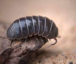 This of course can cause them to be malnourished and eventually die. Benefits Of Rollie Pollies And Other Bugs That Will Surprise You Little Sprouts Learning