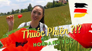 Bài viết này sẽ chia sẻ cho các bạn biết vì sao loa máy tính không nghe được để khắc phục lỗi loa rè thì bạn cần thực hiện cách khắc phục từ việc khắc phục nguyên nhân do phần mềm để loại trừ dần. Hoa Thuá»'c Phiá»‡n Hoa Anh Tuc Má»c Ä'áº§y Ä'Æ°á»ng Cuá»™c Sá»'ng á»Ÿ Ä'á»©c Vlog Youtube