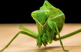 Types of insects for kids. Kids Guide To Beneficial Bugs For The Garden