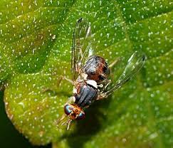 Quoi qu'il en soit, les insecticides, toxiques ou pas, ne sont pas sélectifs et tuent également tous les insectes utiles à l'olivier, ce qui concerne 95. Mouche De L Olive Wikipedia