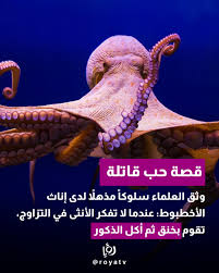 في أعماق المحيط، وثَّق العلماء سلوكاً مذهلاً لدى إناث الأخطبوط: عندما لا  تفكر الأنثى في التزاوج، تقوم بخنق ثم أكل الذكور القابعة بقربها. الدراسة  أشارت إلى أن هذا السلوك قد يساعد الأنثى