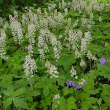 Image result for Nidorella ivifolia