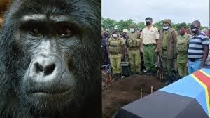 Maybe you would like to learn more about one of these? Download Virunga Mp4 Mp3 3gp Naijagreenmovies Fzmovies Netnaija