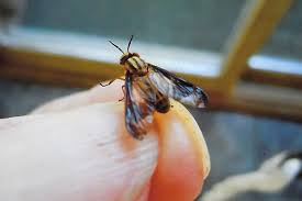 Maybe you would like to learn more about one of these? Https Www Post Journal Com Life Viewpoints 2018 08 Here A Fly There A Fly