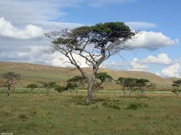 Image result for Burkea africana