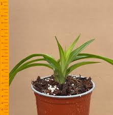 Image result for Eulophia leachii