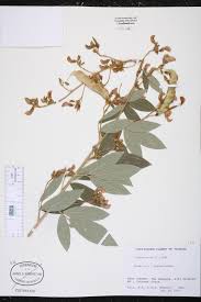Image result for Pearsonia cajanifolia
