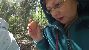 For sorrel in the forest May 23, 2025