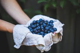 I'm not sure how many blueberries those cats actually ate, but the point is. Can Cats Eat Blueberries What To Know About Feeding Cats Fruit