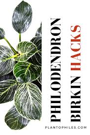 Philodendron Birkin Care In 2020 Philodendron Plants Philodendron Plant