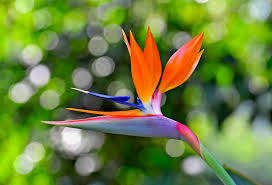 Image result for Strelitziaceae