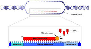 The structure and total synthesis of valinomycin. Polypeptide Synthesis The A Level Biologist Your Hub