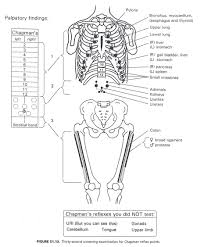 12 Faithful Chapman Reflexes Chart