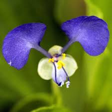 Image result for Commelinaceae