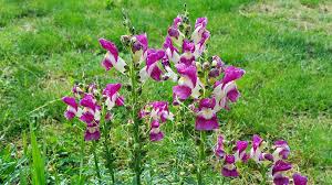 Snapdragon Flowers Finest Addition To Your Garden Top Ten Gama