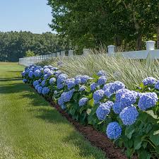 Image result for Hydrangea