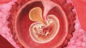 Ett anlegg til hjerne begynner å vokse frem. 6 Uker Gravid Babyverden No