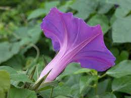 Pin On Morning Glory
