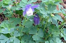 You will not be looking for purple flowers at this point, in fact, inspection needs to take place even before early spring so that you can take action to kill the henbit before the. Easy Guide To Common Weeds Blue Flowers Lawnscience