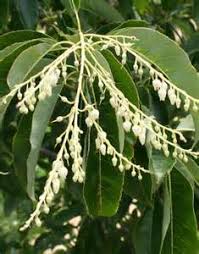 We did not find results for: 12 14 16 The Sourwood Tree