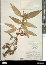 Image result for Dissotis princeps