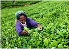 Nuwara Eliya Ceylon Summer